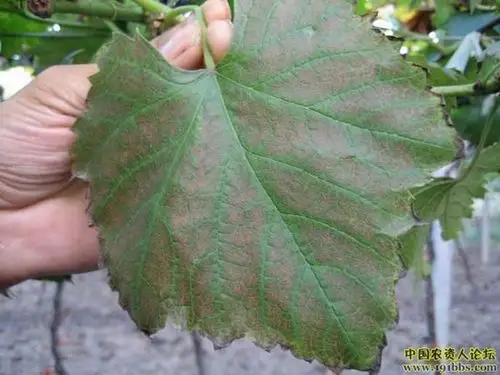 谁知道葡萄叶上有锈斑,这是什么病呀?怎么治?