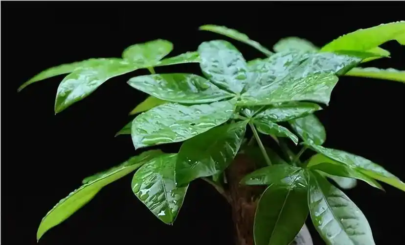 聚财型发财树(改运化煞聚财纳祥的植物代表)