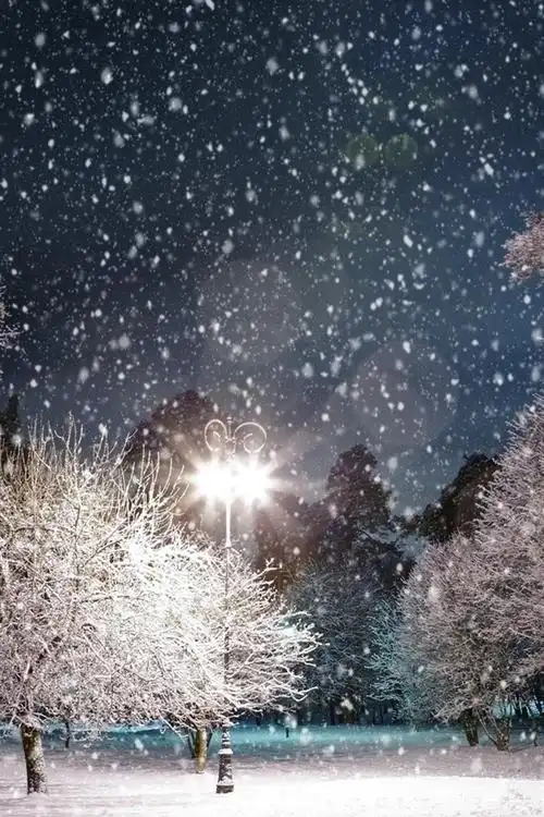 冬天,树木,灯,下雪,晚上