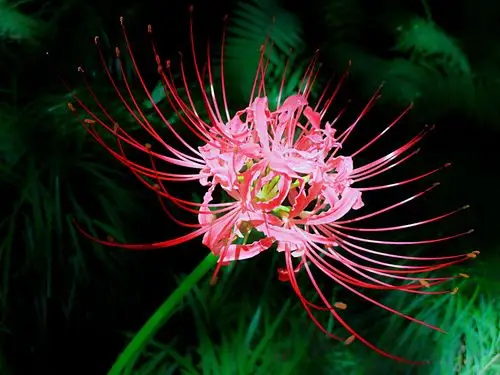 秋天的彼岸花首发