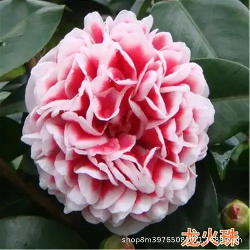 火龙珠 茶花苗 盆栽花卉庭院室内种植 好养观花植物 山茶苗绿化苗