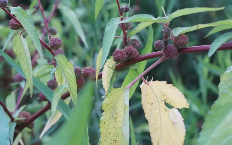 黄麻(锦葵科)—常见麻类植物,重要纺织材料,现在有人用来捆菜