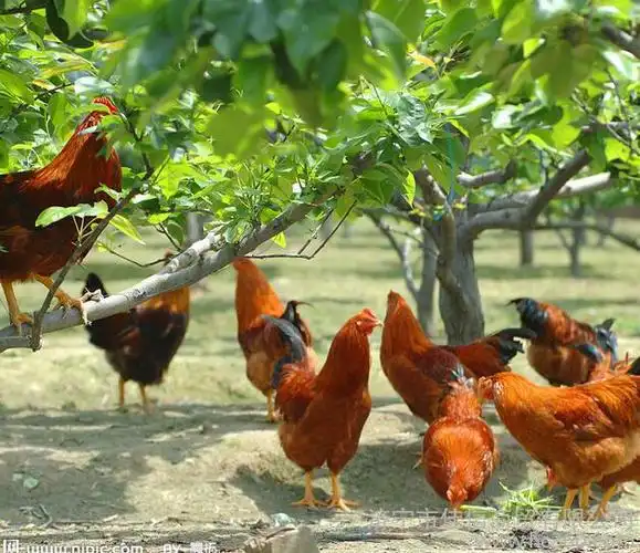 供应土鸡 散养土鸡 散养家禽 散养鸡
