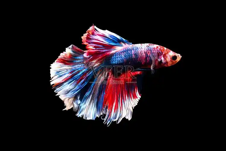 斗鱼暹罗格斗鱼在泰国孤立的黑色背景照片摄影图片