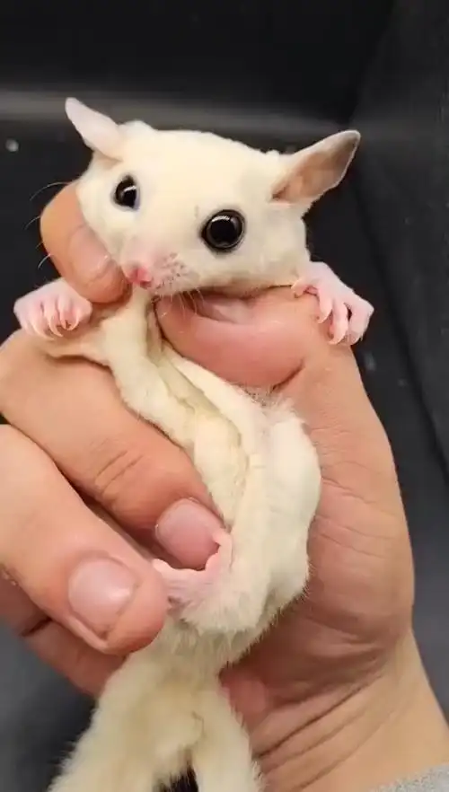 纯白蜜袋鼯,温顺,粘人!喜欢宠物的记得关注哦,有各种各样的宠物!