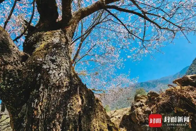 图集|凉山冕宁春日秘境:两株百年古桃树绝美绽放_腾讯新闻