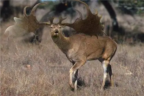 65米,如今却早已灭绝|麋鹿|爱尔兰|鹿角_新浪新闻