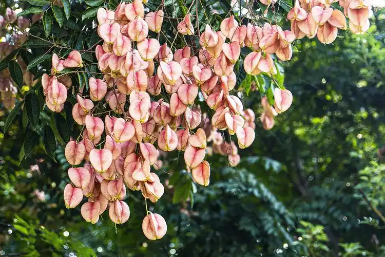 岚树开花结果也漂亮