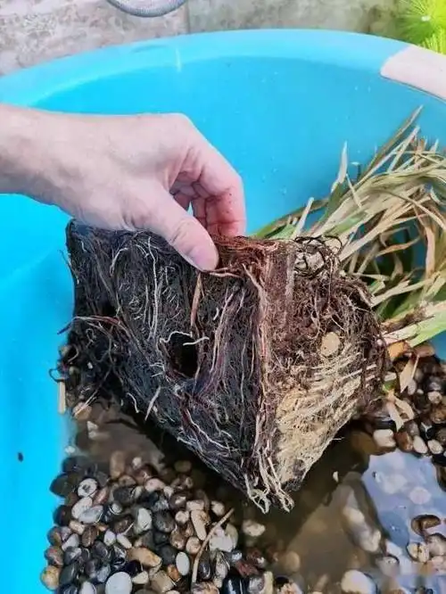 手把手教你制作龟缸的沼泽过滤