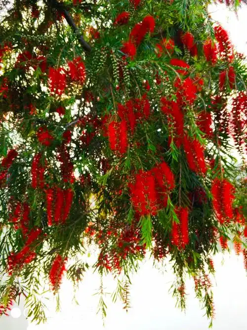 千姿百态的柳叶红千层美丽诱人