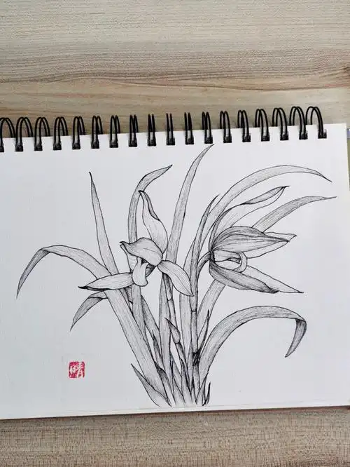 针管笔画兰花