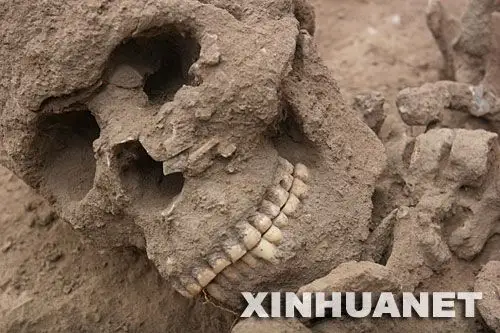 广西发掘6000年前贝丘遗址 墓葬人骨完好