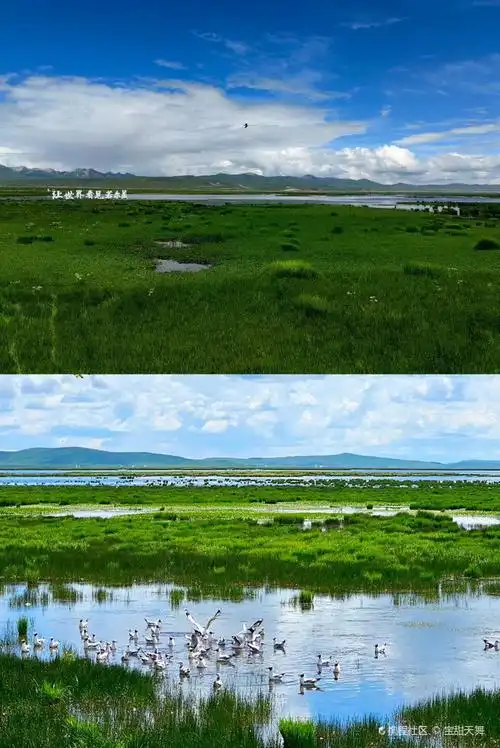夏日限定!若尔盖花湖自驾游攻略来啦