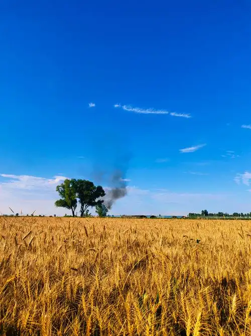 在希望的田野上大树守望着一望无际的金色麦田晴空万里炊烟袅袅