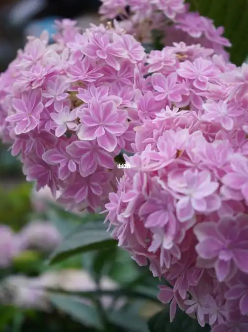 养出大花球的绣球万华镜