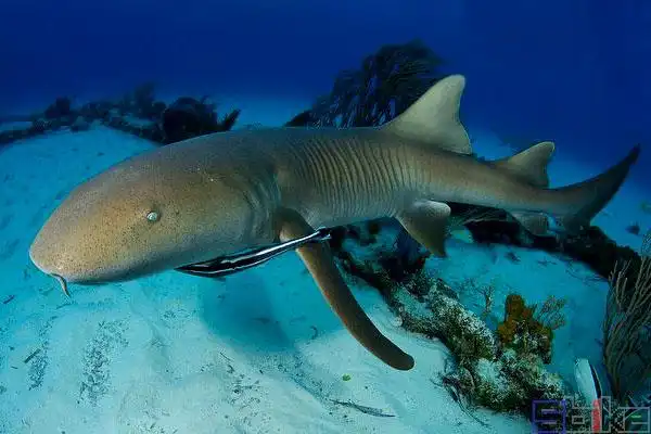 铰口鲨属:护士鲨灰色,420cm,习性:凶猛.