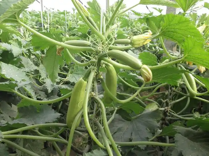 【荐】——山东蔬菜冲施肥//西葫芦种子种苗