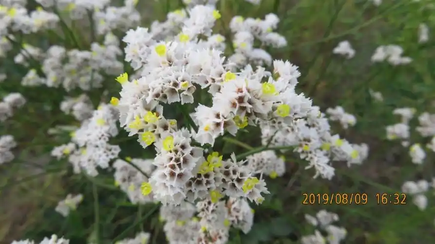 二色补血草白花丹科补血草属多年生草本