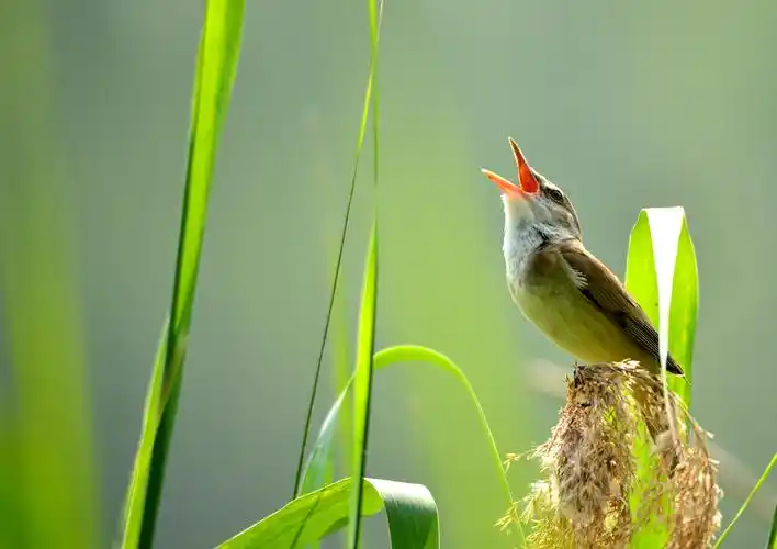 《处处闻啼鸟》
