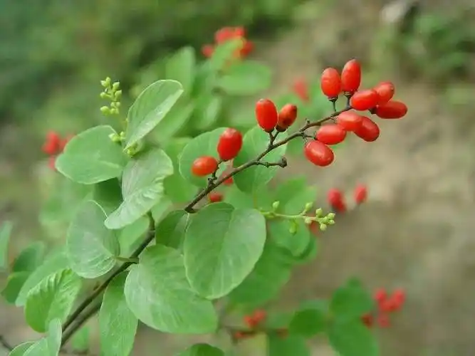 农村有一种叫铁包金的植物,炖出来的汤不油腻,而且很清香