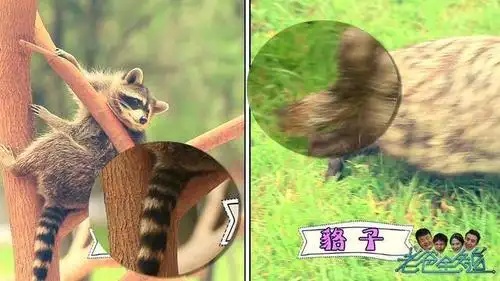 鹿和牛我们都能分清楚,但是小浣熊和貉子怎么会长的这么像呢?