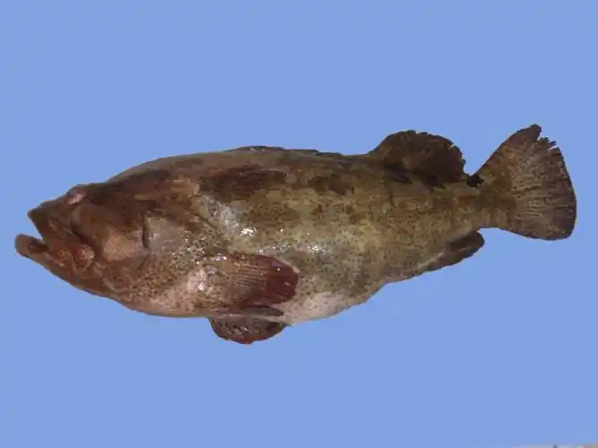 石斑鱼火锅,石斑鱼价格,深圳悦发商行