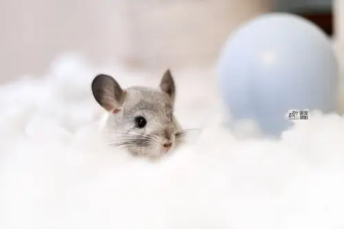 嘻嘻~好久不见,小龙猫~ - 英宠宠物摄影 - 图虫