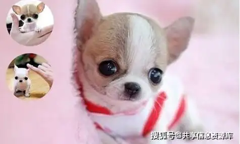 1,纯种的茶杯狗大概多少钱一只2,一只茶杯犬大概多少