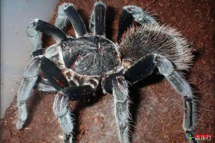 世界上最大的蜘蛛全球十大巨型蜘蛛排行榜