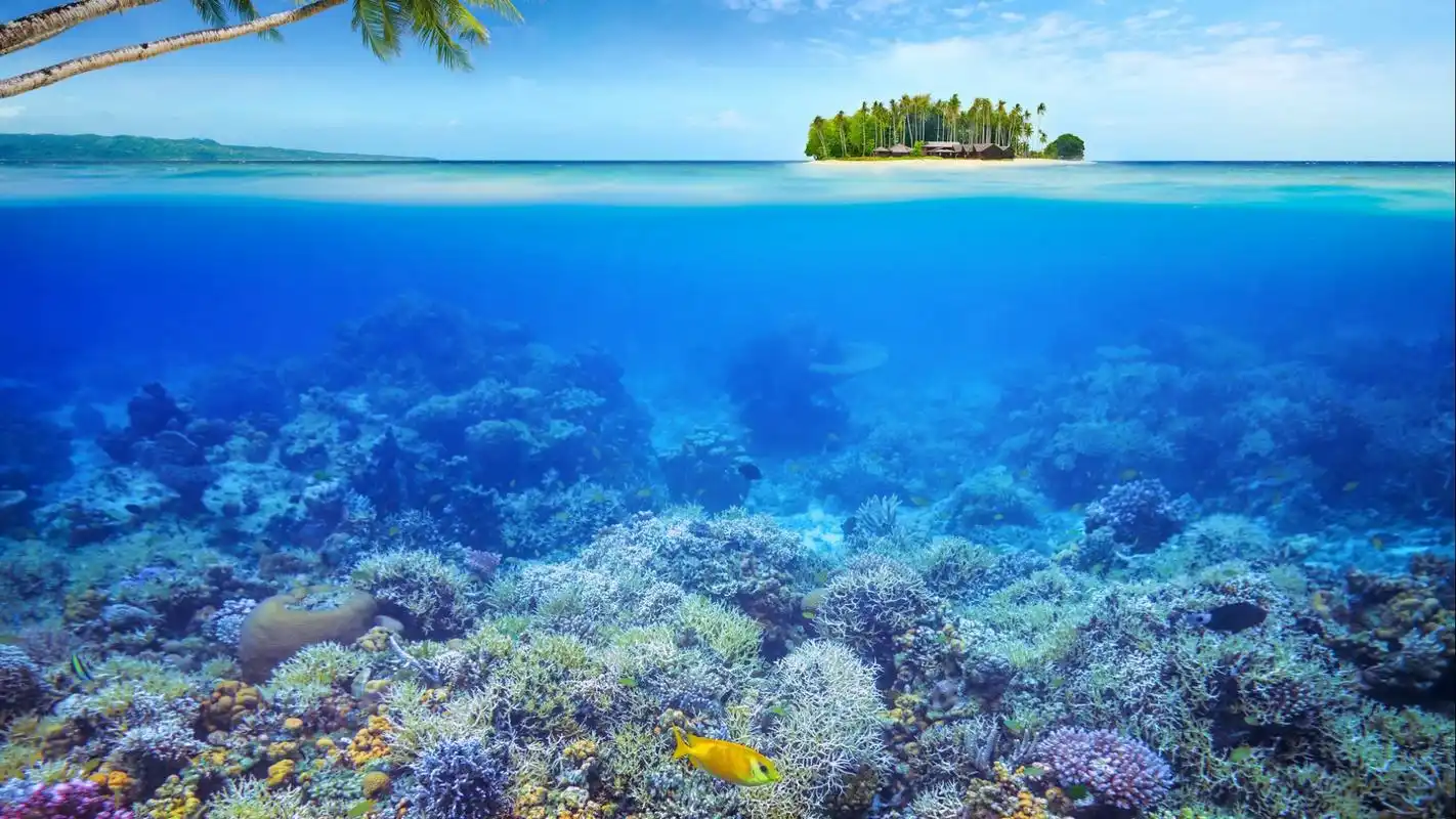 清透海底珊瑚唯美高清桌面壁纸