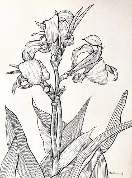 曼妙娇艳美人蕉画画练习day14附过程