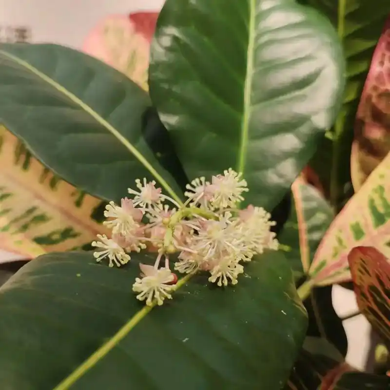 七彩变叶木开花#一花一草一世界 持续开花一个半月了#好看的花 - 抖音