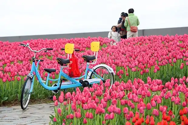 郁金香花海亮相启东圆陀角