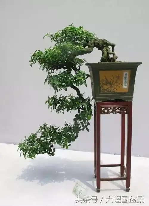 十款"悬崖式"盆景造型讲解