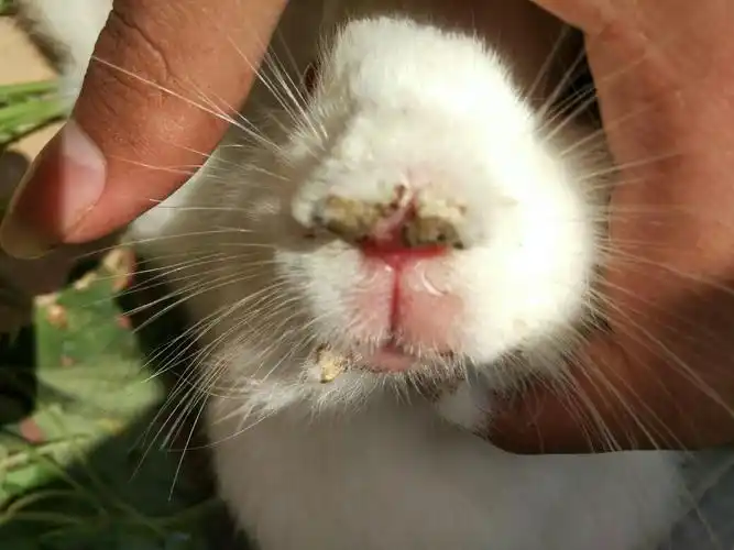 兔子生病了,嘴上和腿上起了黑色的迦痕!又像肿了包!怎么回事!