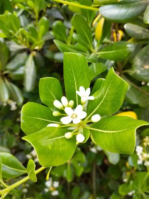 江西九岭山国家级自然保护区海桐