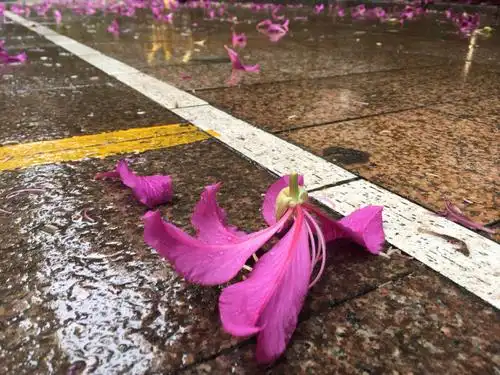 下雨又落花