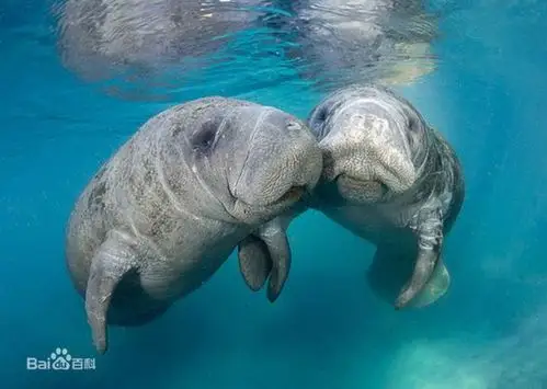 如何区分海象,海豹,海狮,海狗.