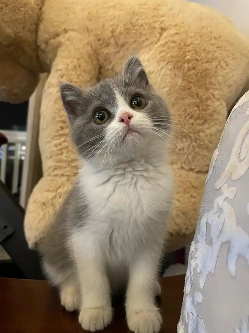 蓝白母猫如何发腮 蓝白妹妹6个半月 感觉脸还没有小时候那么圆润 图1