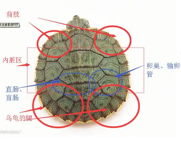 小巴西龟右下方的壳里面是什么部位?