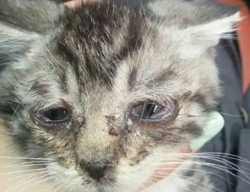 小猫流脓封眼用什么眼药水?原因是什么