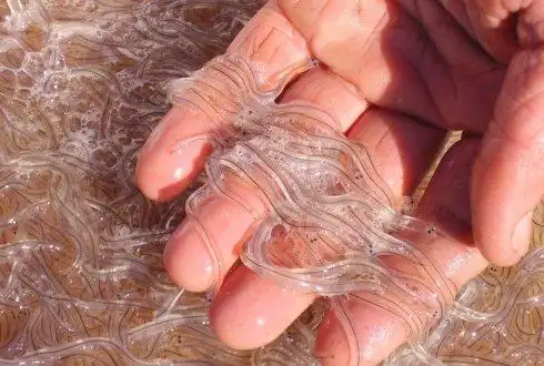 大量玻璃鳗鱼苗流向中国谁之过