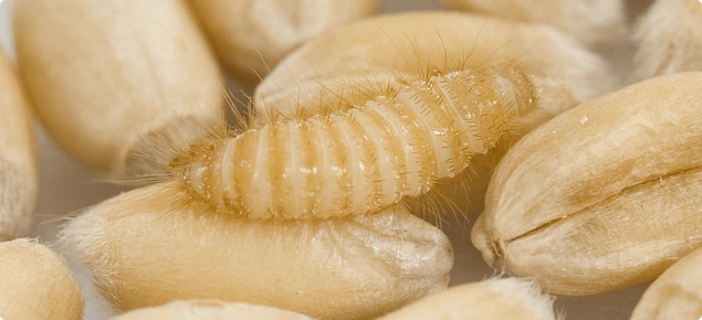 动植物检疫科普谷物头号杀手谷斑皮蠹
