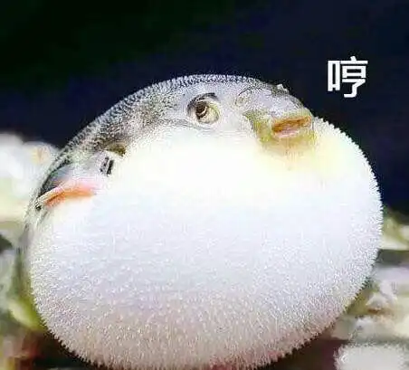 小河豚的那点事儿