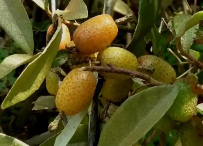 农村山上有这么一种野果子,被人们叫做 牛奶奶 你们吃过吗