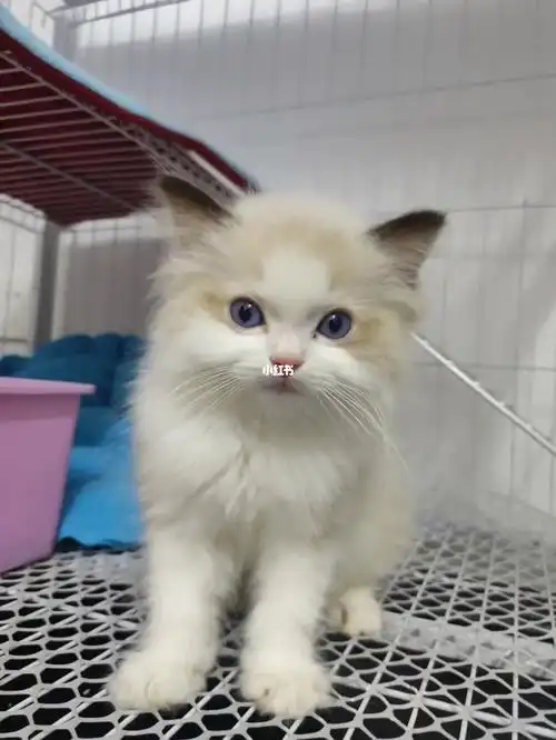 网上猫舍买的,买它的原因是因为看起来可爱,脸型跟其他的布偶都不一样