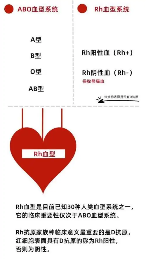 rh阴性血又叫熊猫血,是rh阴性血型的俗称熊猫血型是指rh阴型血,非常