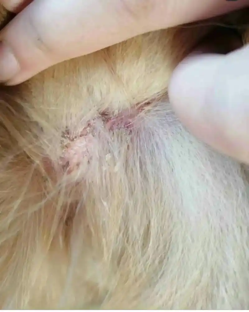 狗狗真菌感染很快就好了【纯经验贴】狗狗得了皮肤病,但是分不清 - 抖