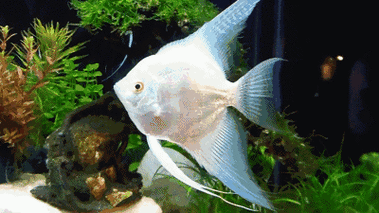 400_225gif 动态图 动图