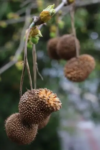 又到了悬铃木果毛飘絮的季节 悬铃木,俗称"法国梧桐" 产生飘絮的是树